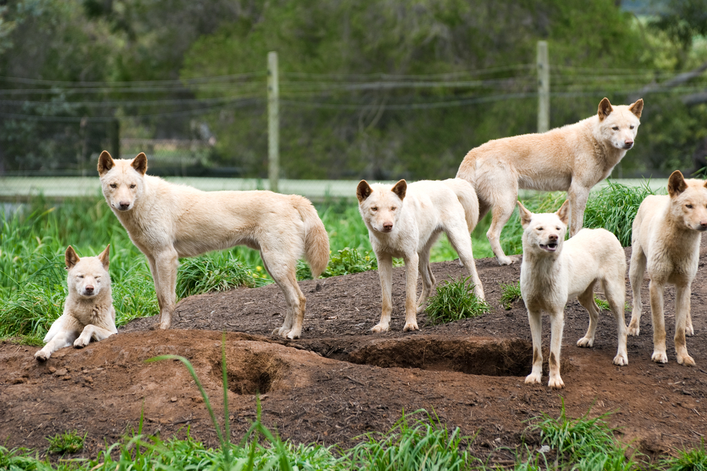 犬とは真逆。飼い犬から野生に戻ったディンゴは遺伝子までオオカミ化していたの画像 3/3