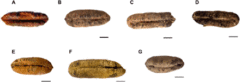 2000年前の「ナツメヤシの種」を発芽させることに成功の画像 2/4