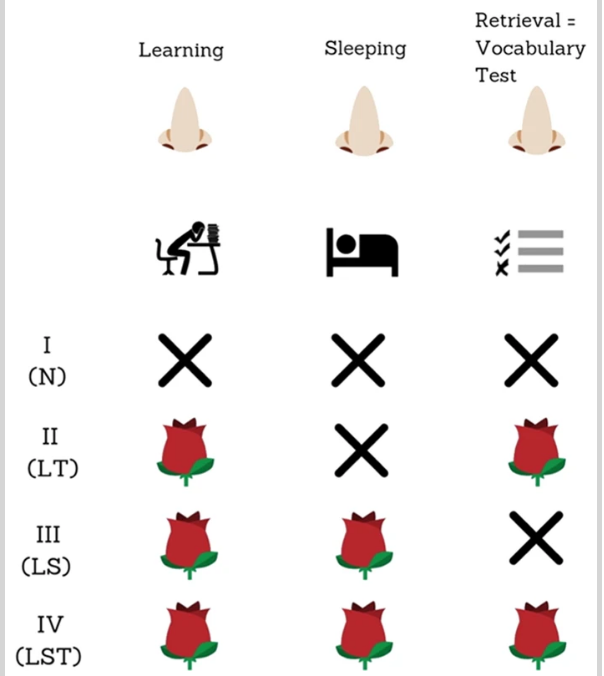 勉強中と睡眠中の「匂い」が学習効率を向上させるの画像 2/3