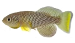 人体の老化を止める鍵を「アフリカの魚」から発見か　健康を保ちつつ細胞分裂をストップの画像 2/2