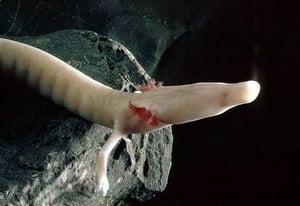 ホライモリは7年間で数センチも動いていなかった!の画像 2/3