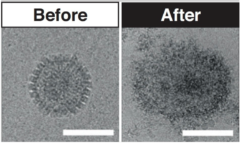 砂糖を使った分子の剣!?ウイルスの殻を切り裂く新型分子が開発されるの画像 1/5