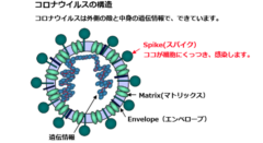 新型コロナの「ヒトの細胞にくっつく吸盤」のような構造が解明！ワクチン開発に貢献の画像 1/4