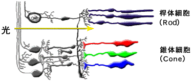 ガン治療で「暗視能力」を発現する患者の謎が解明されるの画像 2/4