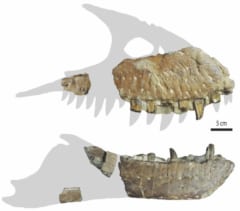 Tレックスのイトコである新種の化石「死神」 が発見されるの画像 2/5