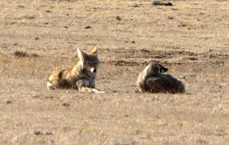 仲良くタッグを組んで狩りをするコヨーテとアナグマがかわいい