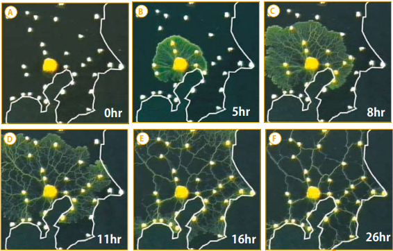 宇宙の大規模構造を「粘菌」が再現！驚異の能力が明らかにの画像 2/6