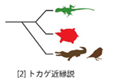 カメは爬虫類よりも「鳥」に近い生物だったの画像 3/5