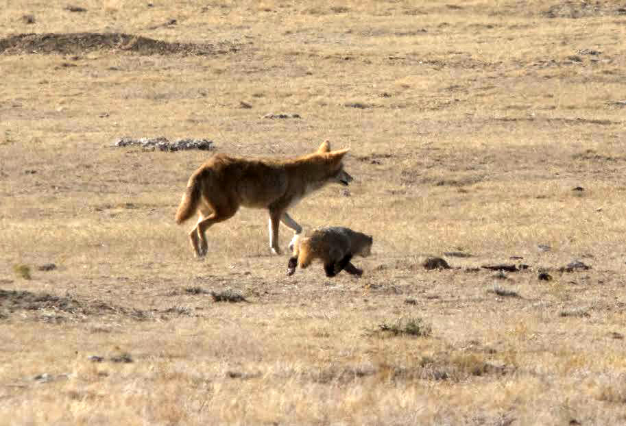 仲良くタッグを組んで狩りをするコヨーテとアナグマがかわいいの画像 4/4