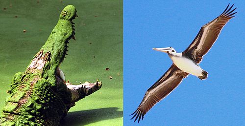 カメは爬虫類よりも「鳥」に近い生物だったの画像 5/5