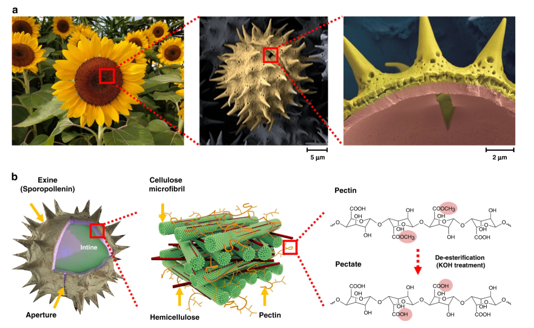 次世代のエコな新素材は「花粉」!?　花粉で花粉を防ぐマスクができるかも…の画像 2/3