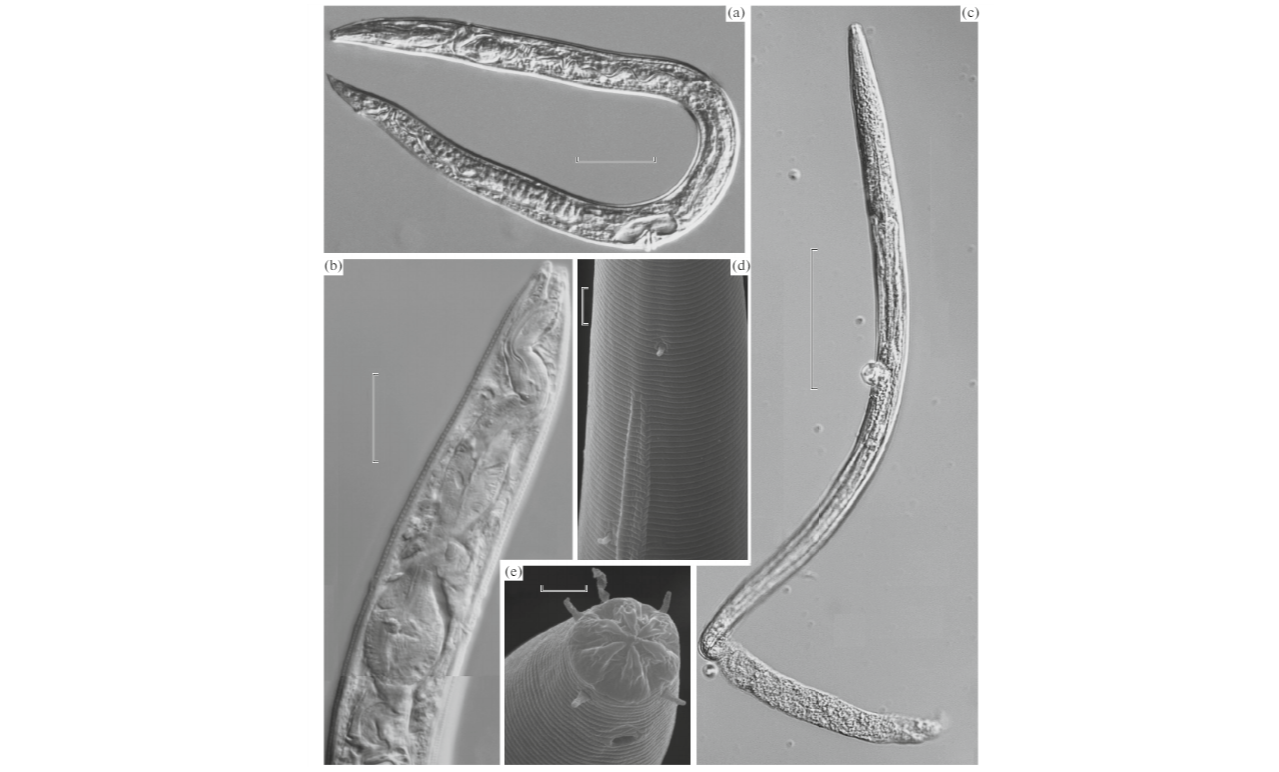 永久凍土で4万年も凍っていた虫が息を吹き返した、驚くべき研究の画像 2/2