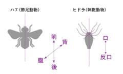 あらゆる動物の共通先祖となる化石を発見！動物の「左右対称の謎」に迫るの画像 2/5