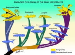 地球で最初に「指」が生えた生物の化石を発見!?　3億8000万年前の魚類かの画像 6/6