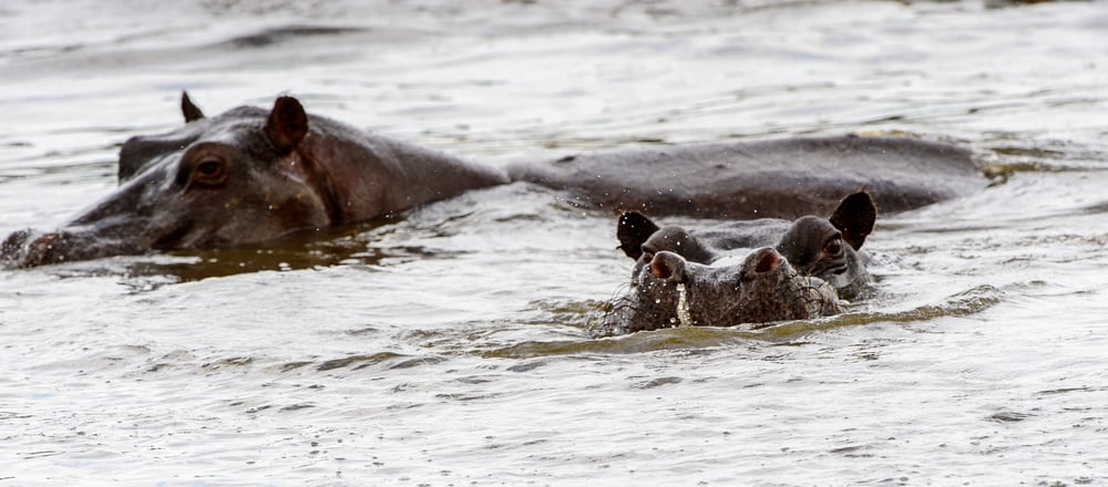 絶滅種の「代役」を立てれば生態系が回復すると判明！麻薬王のカバがきっかけの画像 3/4