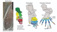 地球で最初に「指」が生えた生物の化石を発見!?　3億8000万年前の魚類かの画像 4/6