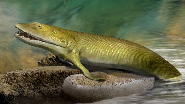 地球で最初に「指」が生えた生物の化石を発見!? 3億8000万年前の魚類かの画像