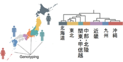 関東人と関西人は遺伝子から違う？日本人は8つの遺伝的グループに分かれているという研究