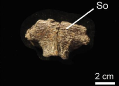 ついに恐竜の化石からDNAとタンパク質が初検出されるの画像 2/5