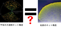 宇宙の大規模ネット構造と粘菌のネット構造は共に最適化の原理によって形成される。