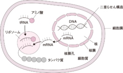 イカは生命の根本原理「セントラルドグマ」を揺るがす存在であることが判明の画像 3/3