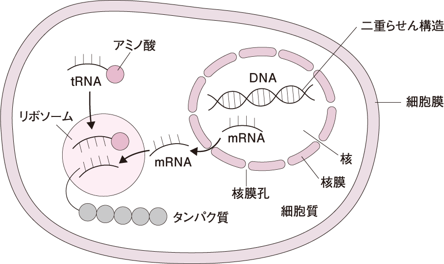 イカは生命の根本原理「セントラルドグマ」を揺るがす存在であることが判明の画像 3/3