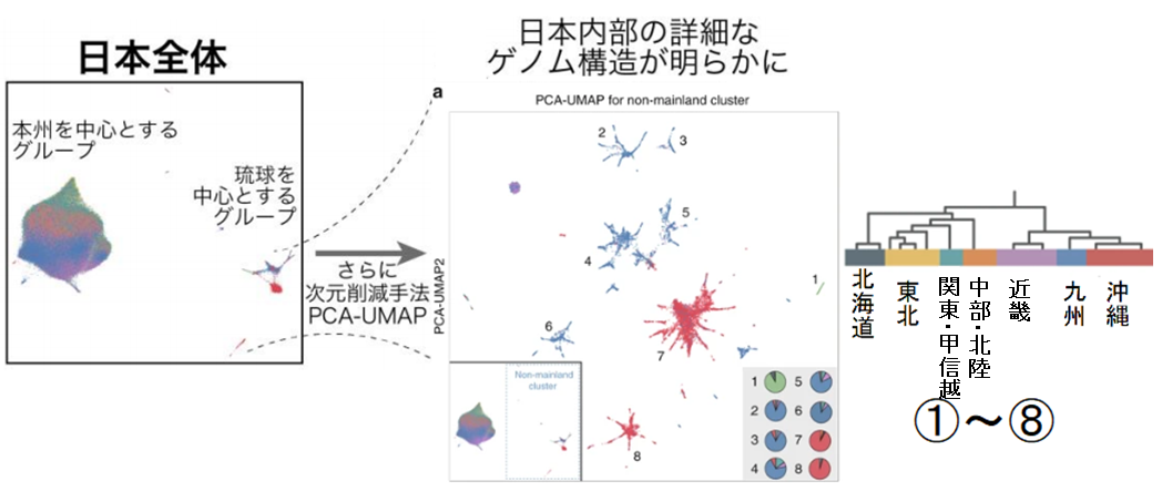 関東人と関西人は遺伝子から違う？日本人は8つの遺伝的グループに分かれているという研究の画像 4/4