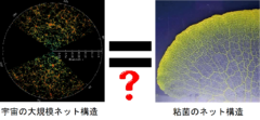 宇宙の大規模構造を「粘菌」が再現！驚異の能力が明らかにの画像 1/6