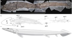 地球で最初に「指」が生えた生物の化石を発見!?　3億8000万年前の魚類かの画像 3/6