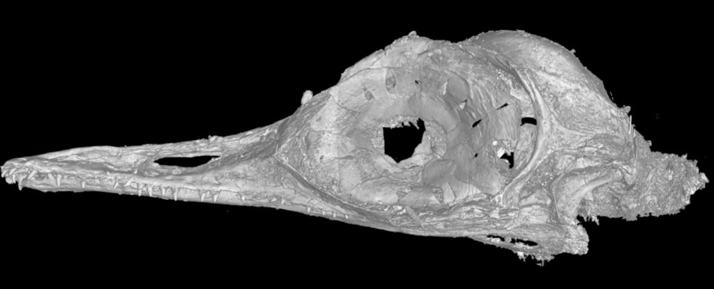 9900万年前の琥珀に史上最小4cmの原始鳥を発見の画像 3/5