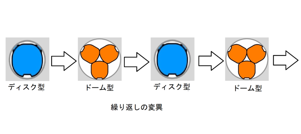 兵隊アリの「生きたドア」みたいな頭によって「進化は停滞と迷走を繰り返す」ことが判明の画像 3/4