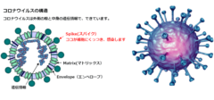 新型コロナウイルスを倒すため、みんなのPCの力を集めるプロジェクトが発足の画像 3/14