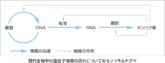 イカは生命の根本原理「セントラルドグマ」を揺るがす存在であることが判明の画像 2/3