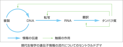 イカは生命の根本原理「セントラルドグマ」を揺るがす存在であることが判明の画像 2/3