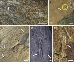 孤独なはずの原始生物ランゲオモルフには互いをつなぐ「糸」が通っていたの画像 2/3