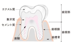 虫歯は自然に治す時代へ！歯の細胞自体を再生する治療法の臨床試験に成功の画像 2/3