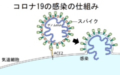 新型コロナの治療薬が完成間近！「疑似人体実験」で効果が確認されるの画像 2/5