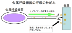 科学者が脳を模倣する電子回路の作成に成功の画像 3/6