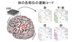 マヒ患者の運動能力と触覚が新技術で回復！触覚の情報コード化に成功の画像 2/7