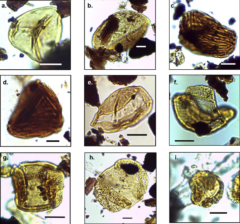 9000万年前の南極大陸は「森」に覆われていたかもしれないの画像 2/4