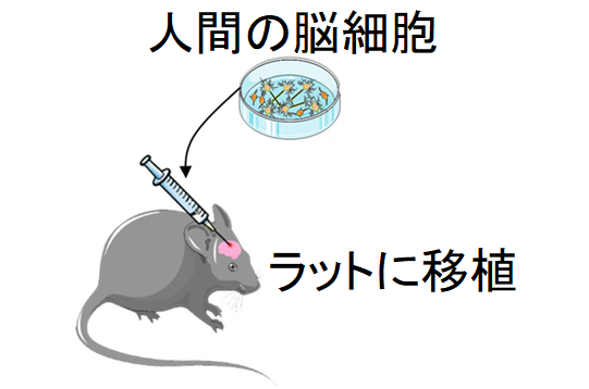 人間の脳細胞をラットの脳に移植する「脳置換」に成功