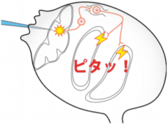 ホヤを驚かせると息が止まる仕組みを解明の画像 3/3