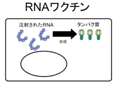 COVID-19の最新ワクチン一覧！開発中ワクチンの仕組みをカンタン解説【追記あり】の画像 5/6