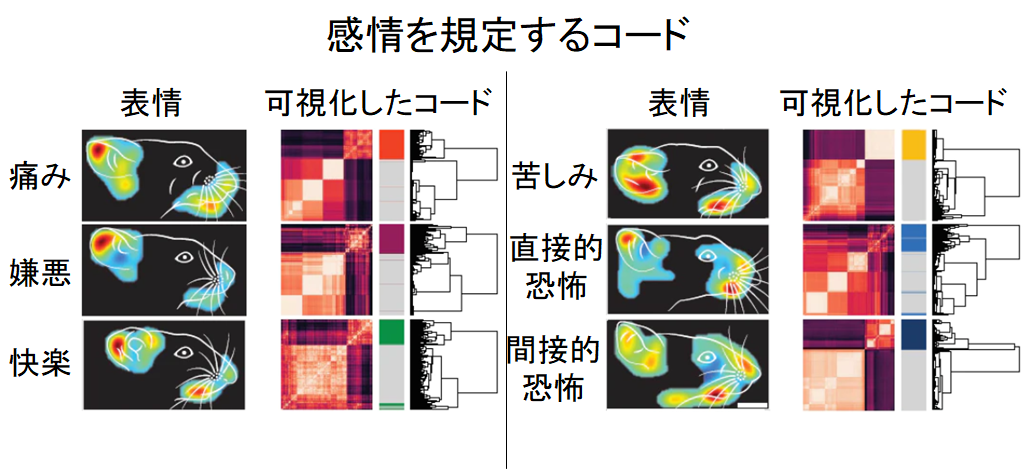 マヒ患者の運動能力と触覚が新技術で回復！触覚の情報コード化に成功の画像 3/7