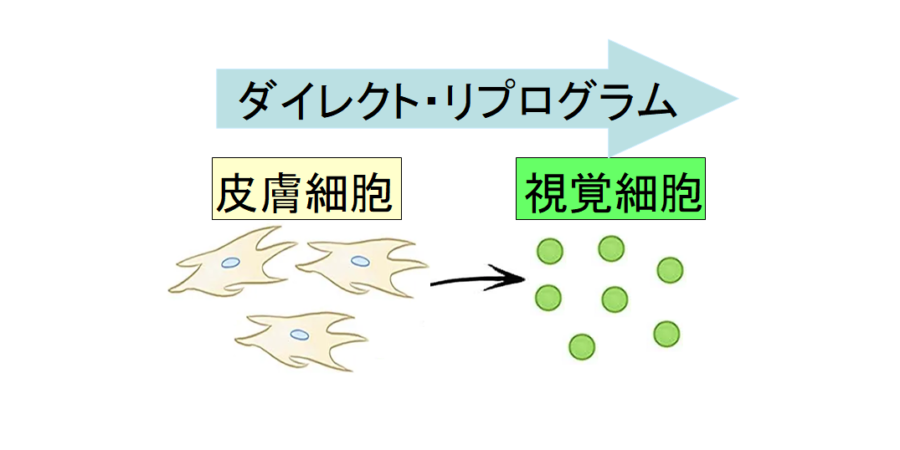 万能細胞をはさまず皮膚の細胞を直接「目の細胞」に変えるダイレクト・リプログラムに成功！