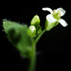 地雷に触れると色が変わる「地雷探知植物」を遺伝子操作で開発の画像 2/4