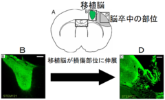 人間の脳細胞をラットの脳に移植する「脳置換」に成功の画像 2/5