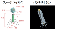 首無しファージ!?　杭を射出して狙った細菌だけを物理的に殺す抗生物質が開発間近の画像 2/5