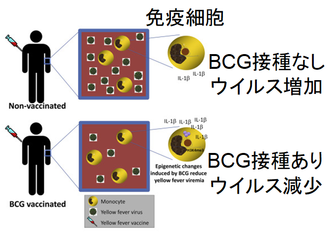 日本製のBCGワクチンが新型コロナウイルスに対する免疫になっていた可能性