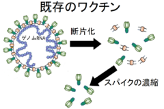 COVID-19の最新ワクチン一覧！開発中ワクチンの仕組みをカンタン解説【追記あり】の画像 2/6